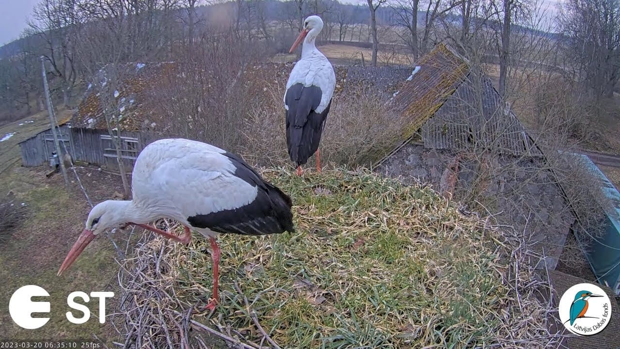 Baltie stārķi
